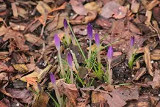 erste lila Krokusse_smaller.webp