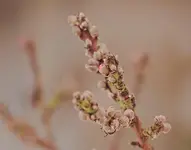 Nektarienblüte beginnt_smaller.webp