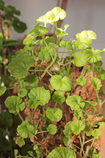 Geranie2_1m hoch_smaller.webp