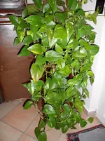 SAM_0630.webp