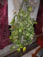 SAM_0631.webp