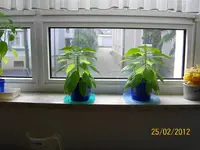 ErkerHabaPap100_0812 (Medium).webp