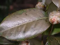 IMGP0224.webp