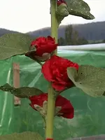 Gartenstockroserot.webp