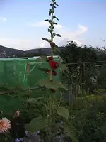 Gartenstockroserot2.webp