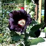 schwarze stockrose.webp