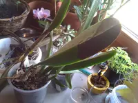 erfrorene Orchideen 12.03.2010 012.webp