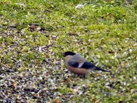 Gimpel040.webp