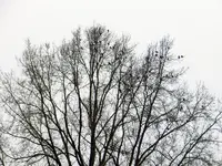 Stare058.webp