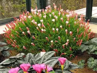 Oxalis versicolor AUF SUCHE.webp