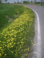 PIC00557.webp