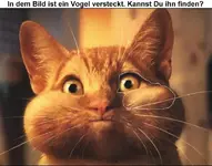 Copy of SUCHBILD.webp