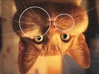 jj.webp