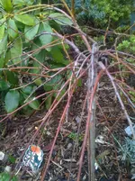 Foto (12).webp