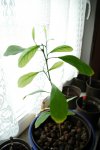 junge Citruspflanze Februar 20012.jpg