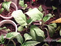 BILD0083.webp