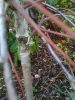 Foto (15).webp
