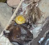 DSC02500 - 2012-02-28 - erste gelbe schnecke.webp