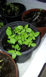 20120229_161713.webp