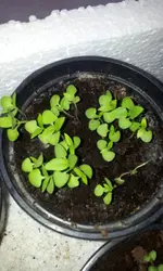 20120229_161734.webp