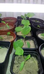 20120229_162110.webp