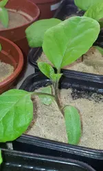 20120229_162339.webp