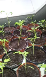 20120229_162023.webp