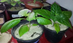 20120229_162201.webp