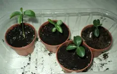 clementinen 003a.webp