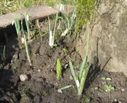 Frühlingsblüher.webp