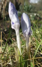 Krokusse.webp