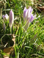 Krokusse (2).webp
