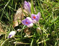 Krokusse (3).webp