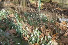 Schneeglöckchen (2).webp