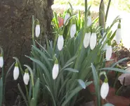 Schneeglöckchen (3).webp