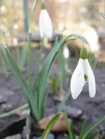 Schneeglöckchen (4).webp