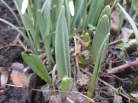 Tulpen.webp