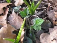 Walderdbeeren.webp