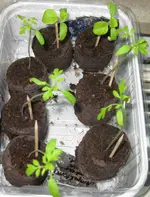Tomaten_Paprika_Aubergine (2).webp