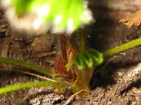 Erdbeere.webp