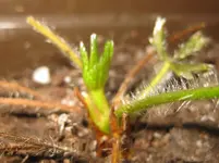 Erdbeere (2).webp