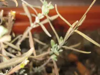 Lavendel (2).webp