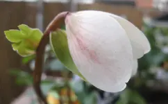 Christrose.webp