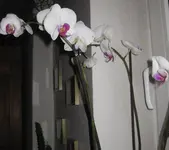 Phali_weiß-pink.webp