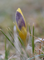 DSC_5908 Krokus.webp