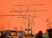 forum bild2.webp
