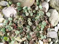 P1020161.webp