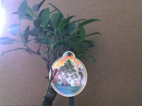 Picture 36.webp