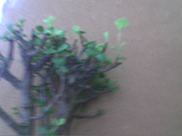 Picture 37.webp