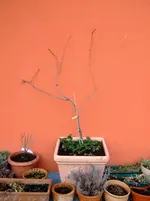 DSCF7430.2.webp
